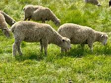 Dorset x Charollais replacement ewe lambs - Photo 5