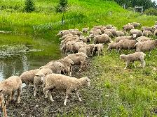 Dorset x Charollais replacement ewe lambs - Photo 6