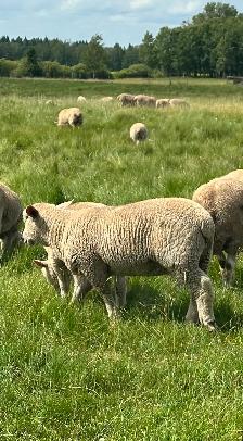 Dorset x Charollais replacement ewe lambs - Photo 7