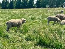 Dorset x Charollais replacement ewe lambs - Photo 8