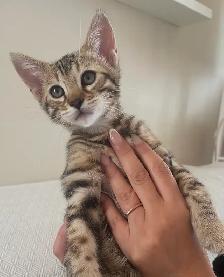 Bengal kittens 2 left