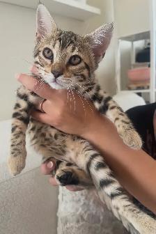 Bengal kittens 2 left - Photo 2