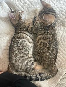 Bengal kittens 2 left - Photo 3