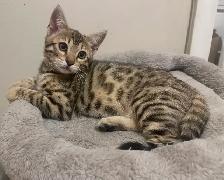 Bengal kittens 2 left - Photo 4