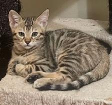 Bengal kittens 2 left - Photo 5