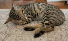 Bengal kittens 2 left - Photo 6