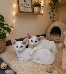 Chatons oriental