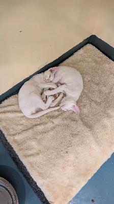Chatons oriental - Photo 2