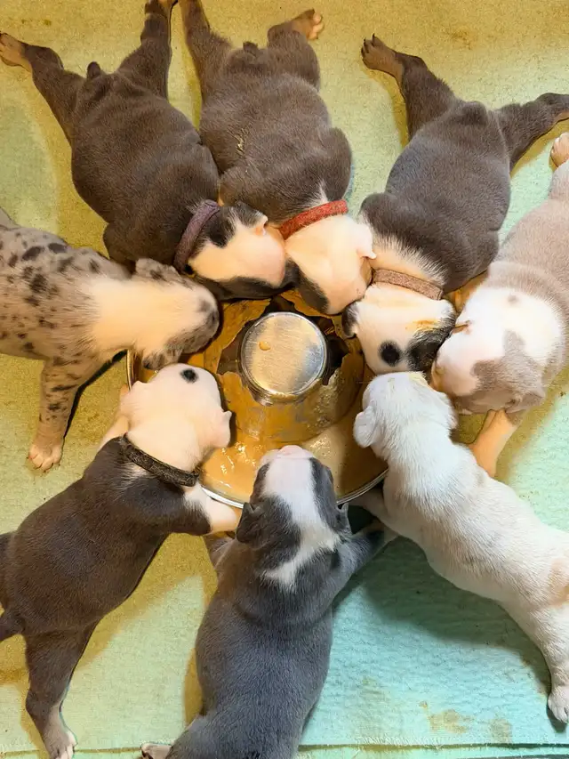 English bulldogs