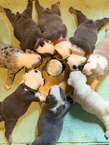English bulldogs