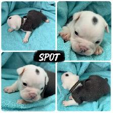 English bulldogs - Photo 2