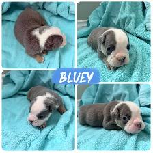 English bulldogs - Photo 3
