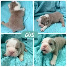 English bulldogs - Photo 4