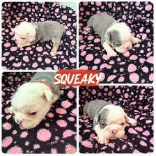 English bulldogs - Photo 5