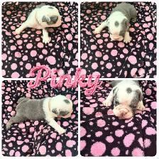 English bulldogs - Photo 6