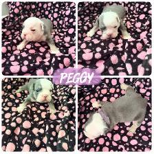 English bulldogs - Photo 7