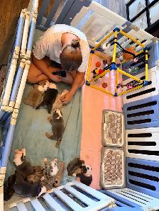 English bulldogs - Photo 8