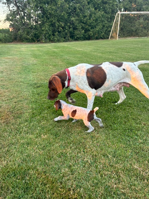German Shorthair Pointer Puppies for sale