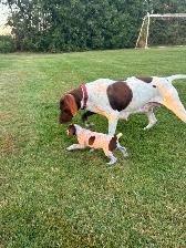 German Shorthair Pointer Puppies for sale