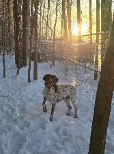 German Shorthair Pointer Puppies for sale - Photo 2