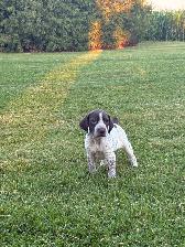 German Shorthair Pointer Puppies for sale - Photo 3