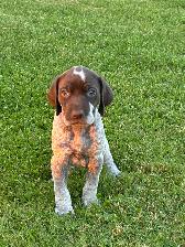 German Shorthair Pointer Puppies for sale - Photo 4