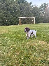 German Shorthair Pointer Puppies for sale - Photo 5