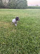 German Shorthair Pointer Puppies for sale - Photo 6