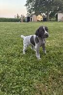 German Shorthair Pointer Puppies for sale - Photo 7