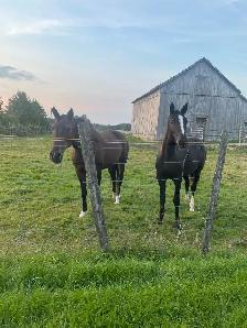 ONE BOARDING SPOT AVAILABLE ON HOBBY HORSE FARM - Photo 2