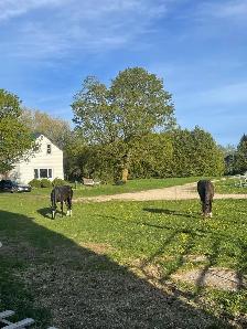 ONE BOARDING SPOT AVAILABLE ON HOBBY HORSE FARM - Photo 4