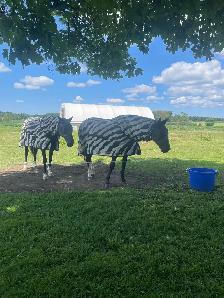 ONE BOARDING SPOT AVAILABLE ON HOBBY HORSE FARM - Photo 5