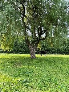 ONE BOARDING SPOT AVAILABLE ON HOBBY HORSE FARM - Photo 6