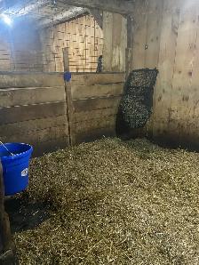 ONE BOARDING SPOT AVAILABLE ON HOBBY HORSE FARM - Photo 9