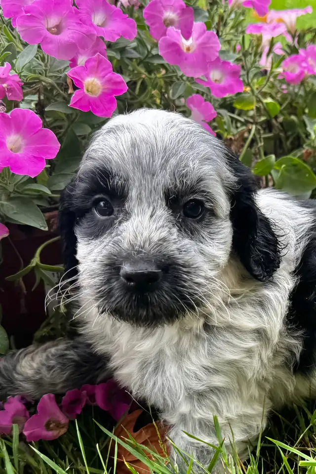 Sweet Cockapoo Puppy