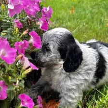 Sweet Cockapoo Puppy - Photo 2