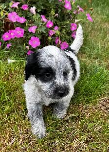 Sweet Cockapoo Puppy - Photo 3