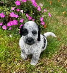 Sweet Cockapoo Puppy - Photo 4