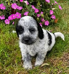 Sweet Cockapoo Puppy - Photo 5