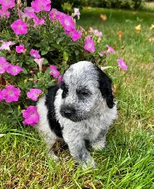 Sweet Cockapoo Puppy - Photo 6