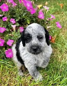 Sweet Cockapoo Puppy - Photo 7