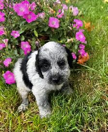 Sweet Cockapoo Puppy - Photo 8
