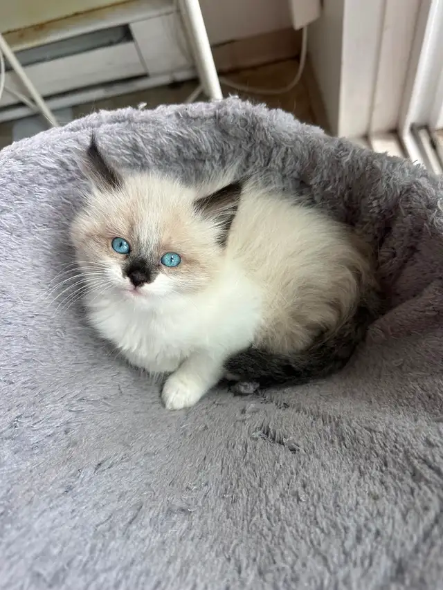 Purebred Ragdoll Kittens