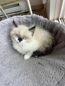 Purebred Ragdoll Kittens