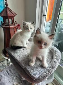 Purebred Ragdoll Kittens - Photo 2