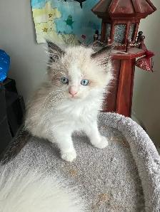 Purebred Ragdoll Kittens - Photo 3