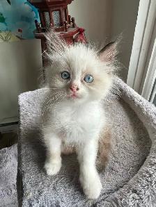 Purebred Ragdoll Kittens - Photo 4