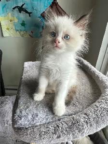 Purebred Ragdoll Kittens - Photo 5