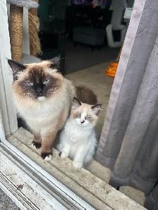 Purebred Ragdoll Kittens - Photo 6