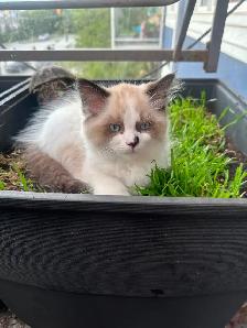 Purebred Ragdoll Kittens - Photo 7